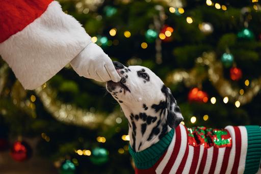Image du produit Beeztees Hohoho (M, Pull-over pour chien)