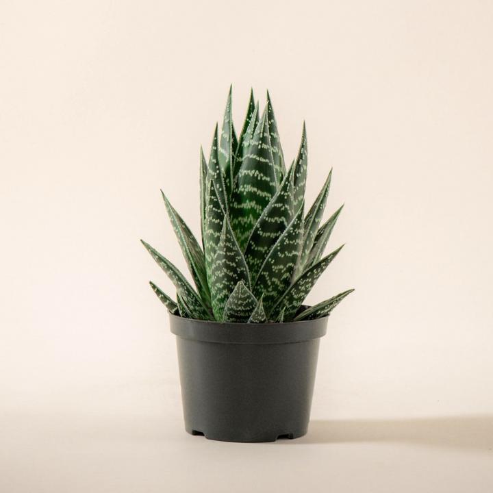 Image du produit Mary and Plants Aloe Tiki Tahi (15 cm)