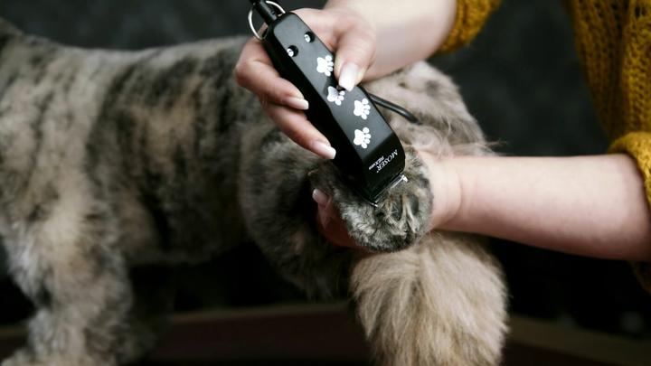 Productafbeelding Moser Tondeuse REX Mini (Hond, Kat)