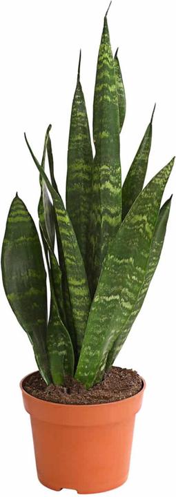 Plantlovers Sansevieria Trifasciata Zeylanica (Bogenhanf) (40 cm, Frisch umgetopft)