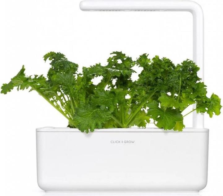 Actual product image Click and Grow Seeds Wasabi Mustard 3-Pack (Herb seeds)