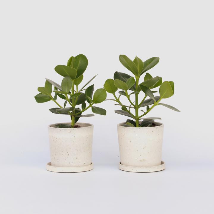 Immagine prodotto Plant in a Box Clusia rosea Princess - Set di 2 (25 cm)
