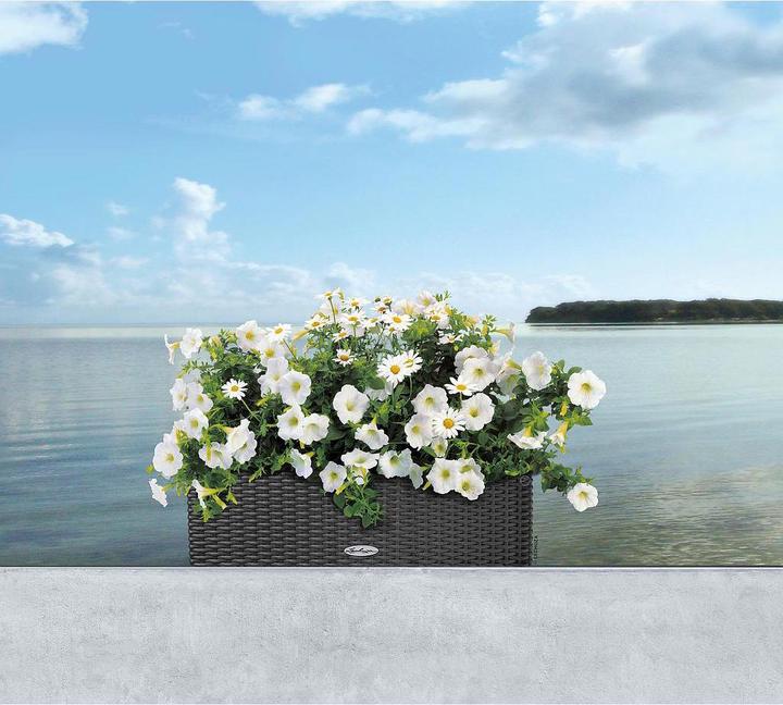 Produktbild Lechuza Balconera Cottage (19 cm)