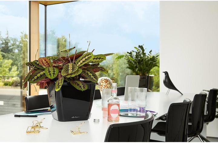 Produktbild Lechuza Quadro Ls (22.50 cm)