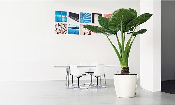 Image du produit Lechuza Classico (22 cm)