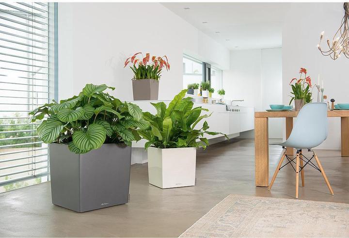 Produktbild Lechuza Cube 50 (49 cm)