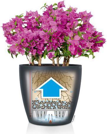 Produktbild Lechuza Classico Color (34.50 cm)