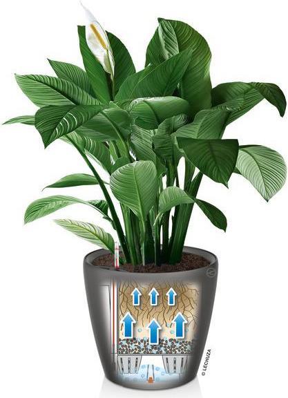 Produktbild Lechuza Premium Collection CLASSICO LS 43 all in one espresso metallic (43 cm)