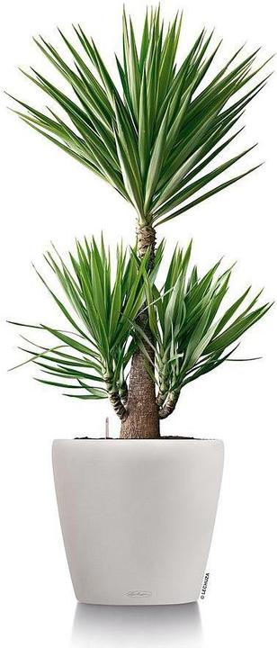 Image du produit Lechuza Classico (22 cm)