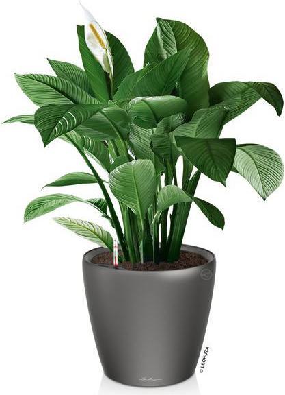 Produktbild Lechuza Classico (28.50 cm)
