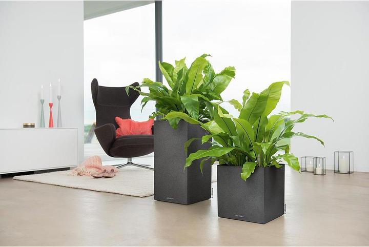 Immagine prodotto Lechuza Pietra di Canto (40 cm)