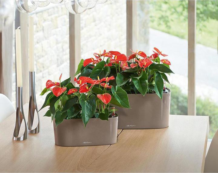 Produktbild Lechuza Delta (11 cm)