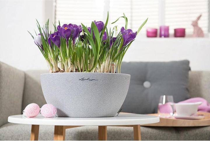 Immagine prodotto Lechuza Cubeto Colore (30 cm)