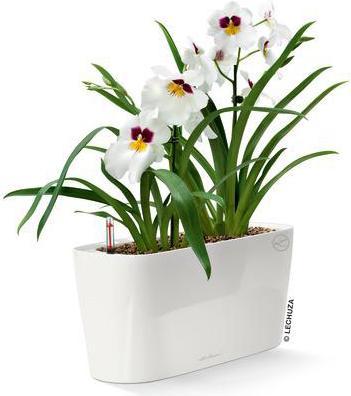 Actual product image Lechuza Delta (15 cm)