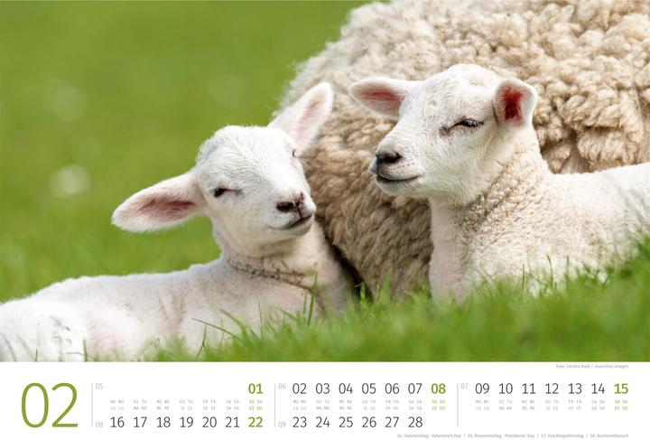 Produktbild Schafe Kalender 2026 (45 x 33 cm, Harter Einband, Deutsch, Französisch, Italienisch, Englisch)