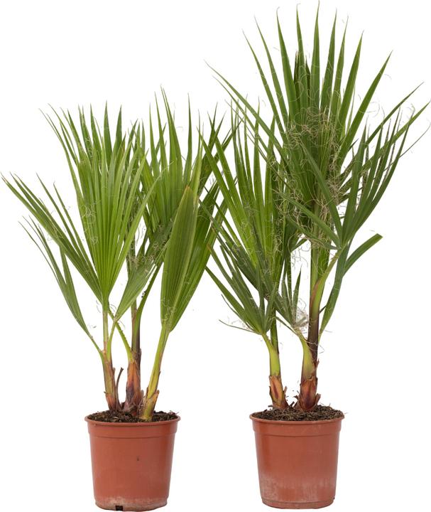 Actual product image Plant in a Box Washingtonia Robusta - Set of 2 Mexican fan palm (50 cm)