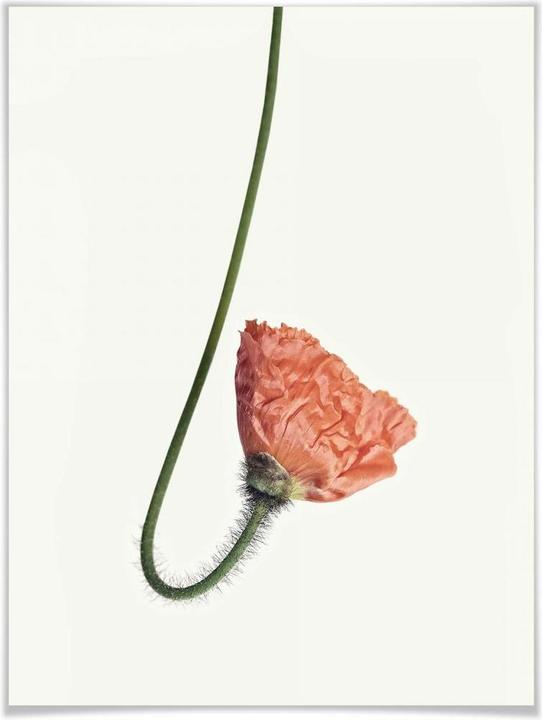 Produktbild Trenddeko Die rote Blüte 02 (30 x 40 cm)