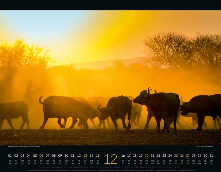 Produktbild Wildes Afrika Kalender 2026 (54 x 42 cm, Harter Einband, Englisch, Französisch, Deutsch)