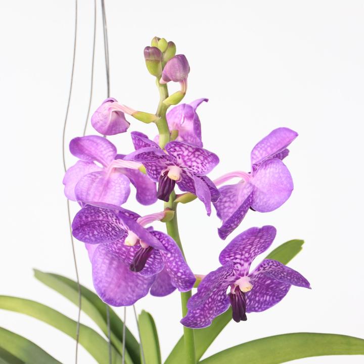 Actual product image Plant in a Box Vanda - Orchid (50 cm)