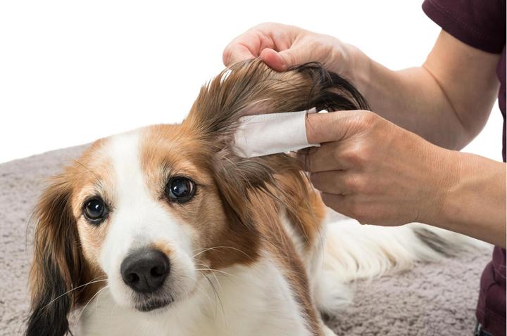 Image du produit Trixie Doigtiers pour oreilles (Chien)
