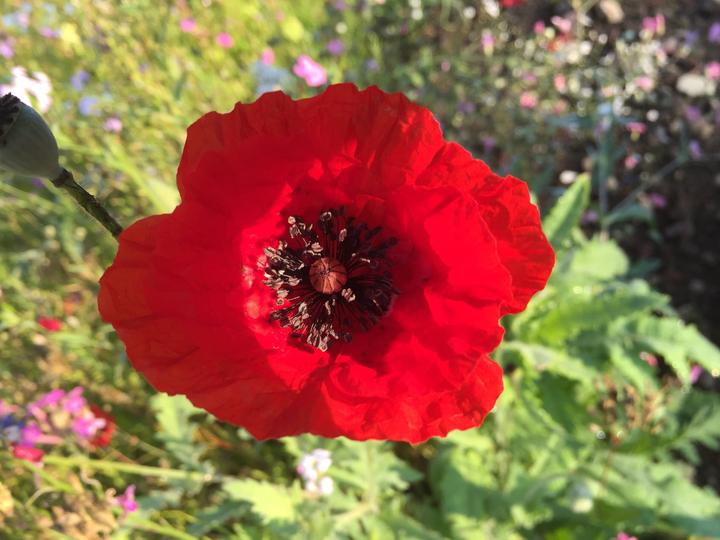 Produktbild Ökohum Bodensee Blütentraum Mohnwiese (Blumensamen)