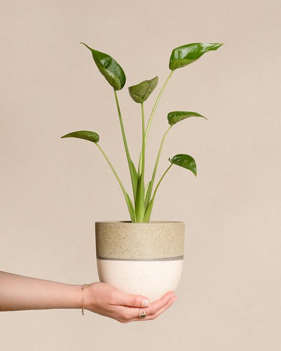 Immagine prodotto feey Alocasia 'Tiny Dancer' (40 cm, Appena rinvasata)