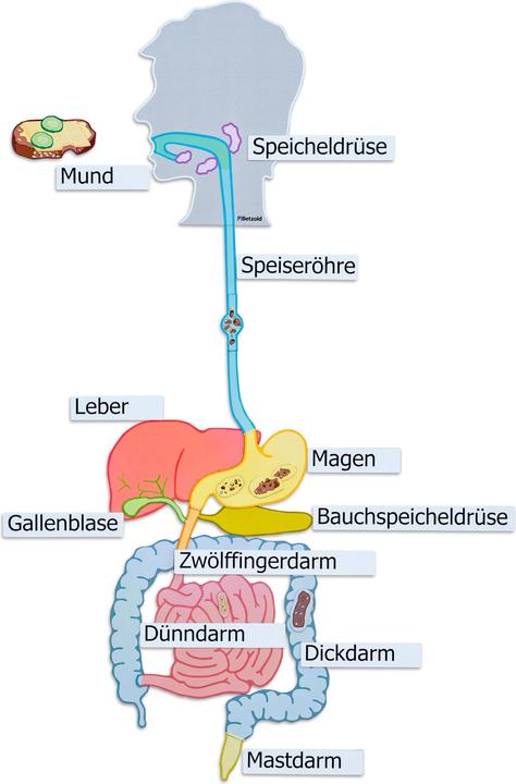 Immagine prodotto Betzold Organi digestivi, materiale per lavagna magnetica (Tedesco, Francese, Inglese)