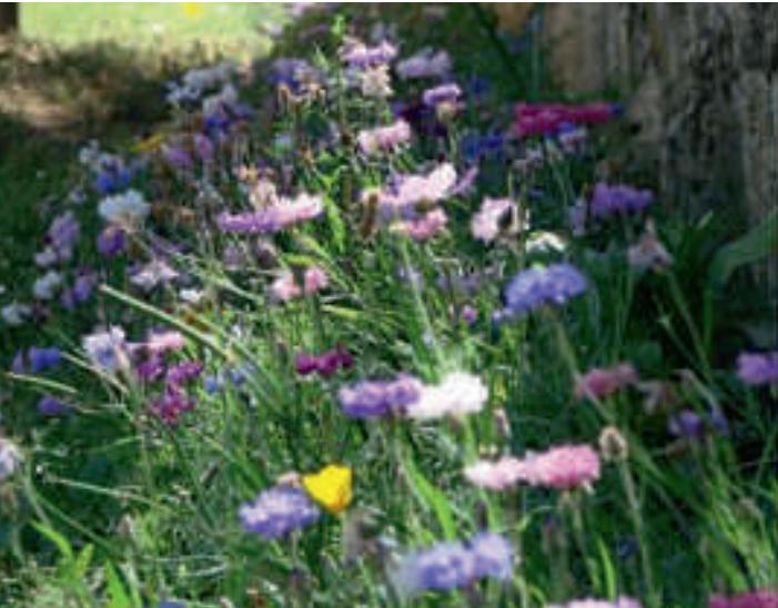 Image du produit Juliwa-Hesa Blühmischung LaFleur Extrême - Die Flexible (Graines de fleurs)