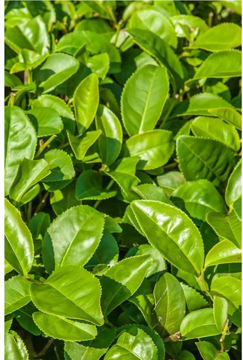Produktbild Khadi Pflegeseife Green Tea 100 g (Hartseife)