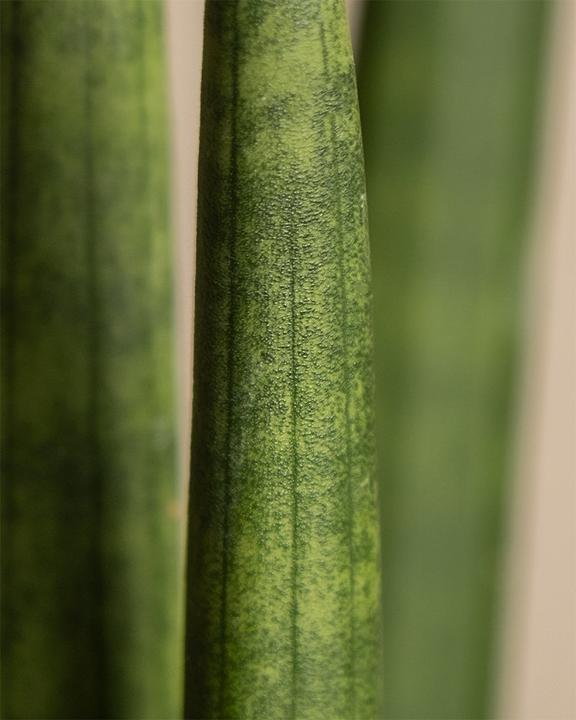Actual product image feey Straight (45 cm, Freshly repotted)