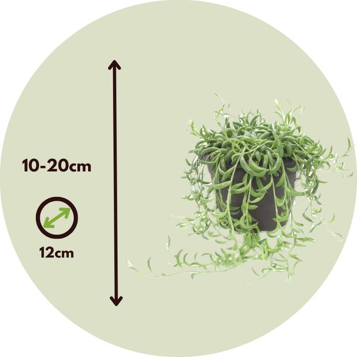 Image du produit Plant in a Box Senecio radicans - Senecio du bananier (10 cm)