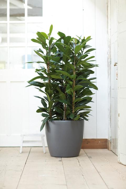 Immagine prodotto Elho Bruxelles (35 cm)