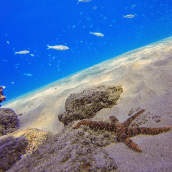 Immagine prodotto PolarPro Filtro per acqua a 3 componenti (Eroe 6, eroe 5)
