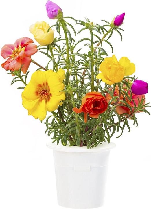Actual product image Click and Grow Moss Rose (Flower seeds)
