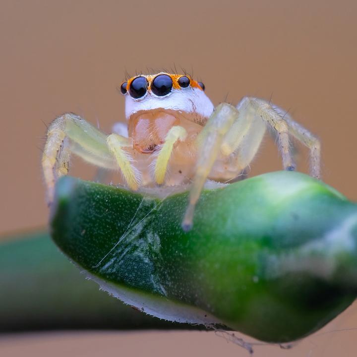 Actual product image Venus Optic Laowa 100mm f/2.8 Ultra Macro APO Nikon Z (Nikon Z, full size)