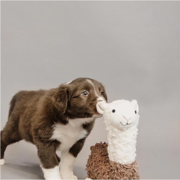 Produktbild Kentucky Dogwear Hundespielzeug Alpaka Alfredo (Plüschspielzeug)