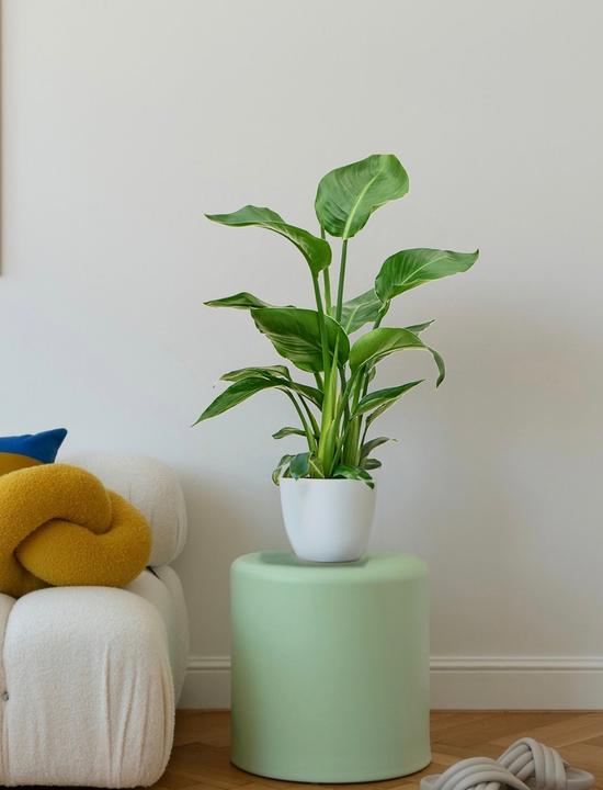Actual product image Mahaloplants Strelitzia nicolai (65 cm)