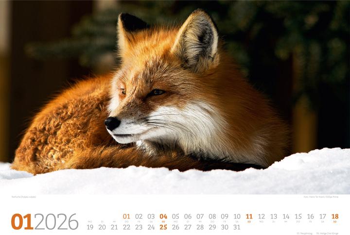 Image du produit Tierwelt Wald Kalender 2026 (45 x 33 cm, Couverture rigide, Allemand)