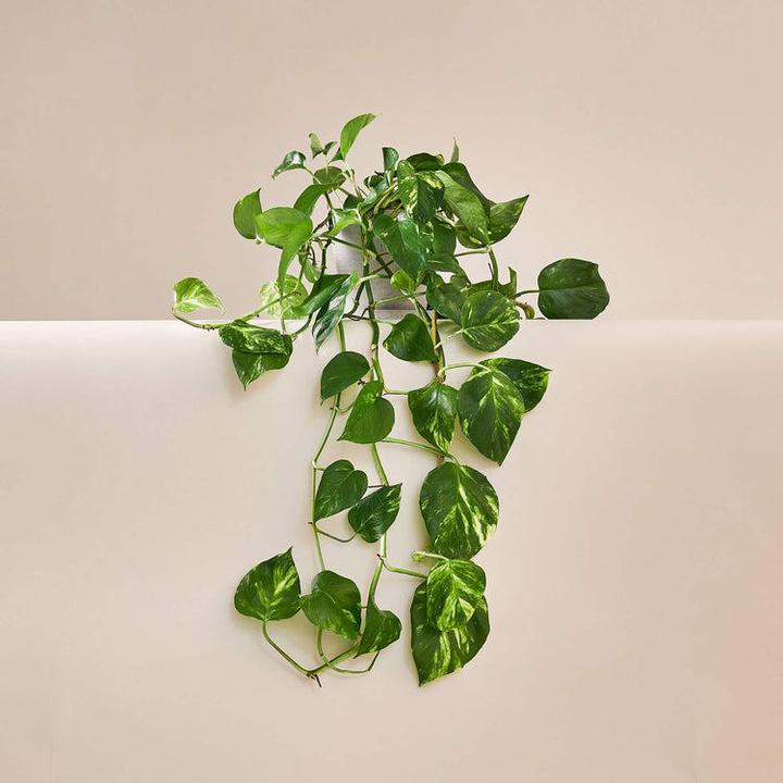 Immagine prodotto Mary and Plants Edera Pinnatum Aureum con vaso in terracotta (50 cm)