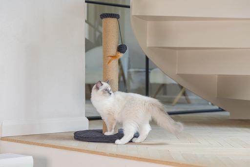 Actual product image Designed by Lotte Scratching post (70 cm, Charcoal)