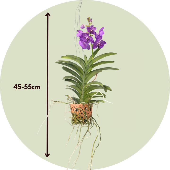 Actual product image Plant in a Box Vanda - Orchid (50 cm)