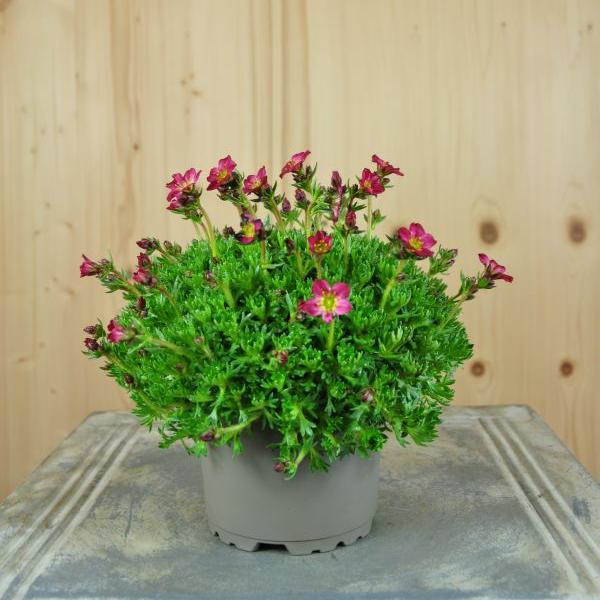Produktbild Säntispracht 6 er Set, Der rosablühender Moos-Steinbrech - Saxifraga x arendsii Pixi Rose