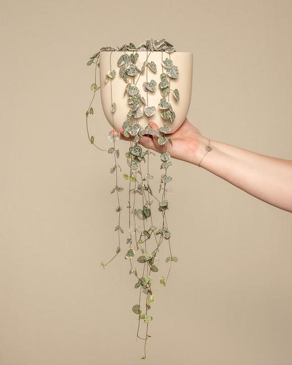 Immagine prodotto feey Pianta lampadario rosa (60 cm, Appena rinvasata)