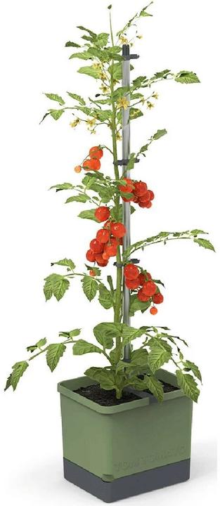 Produktbild Gusta Garden Tom Tomato (35 cm)