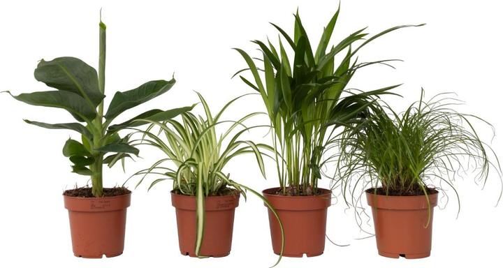 Produktbild Plant in a Box Chlorophytum, Cyperus, Musa, Areca - 4er Mischung Haustierfreundliche pflanzen (25 cm)