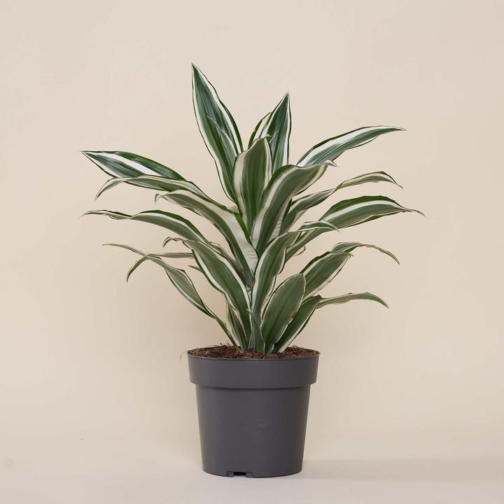 Produktbild Mary and Plants White Jewel Terrakotta (50 cm)