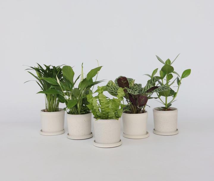Produktbild Plant in a Box Areca, Asplenium, Clusia, Philodendron, Spathiphyllum - 5er Mischung Lufreinigende pflanzen (25 cm)