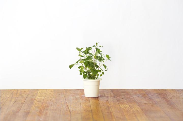 Immagine prodotto Click and Grow Erba gatta (Semi di erbe)