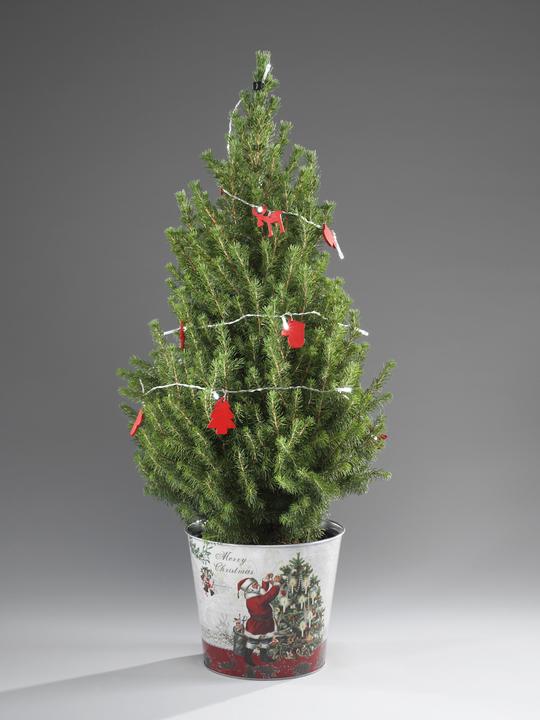 Image du produit Épicéa en pain de sucre avec guirlande lumineuse LED décorative & pot (80 cm)