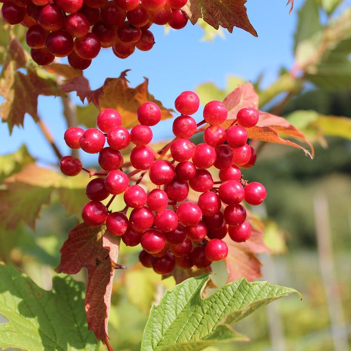 Produktbild Zulauf Gemeiner Schneeball / Viburnum opulus (100 cm)